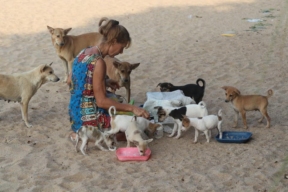 Operation street dogs Varkala